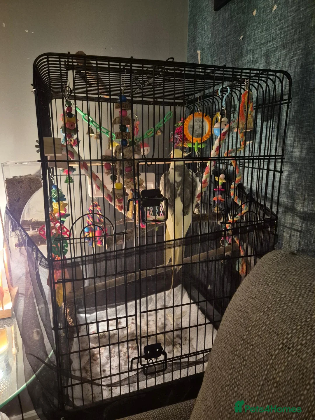 Cockatiels birds for sale: Male cockatiel  needs loving  home  - Advert 2