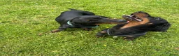 Dachshund dogs for sale: Sully 2 year old sausage  - Advert 9