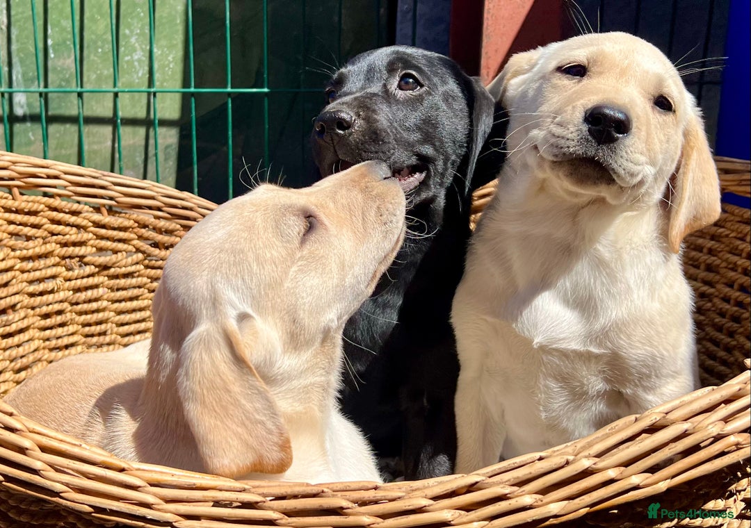 Labrador Retriever dogs for sale: Labrador Pups Chunky traditional type 1 girl left in Barrow-upon-Humber - Image 27
