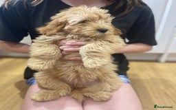 Aussiedoodle dogs for sale: Last Boy AussieDoodle Fully Vaccinated/Vet checked - Image 30