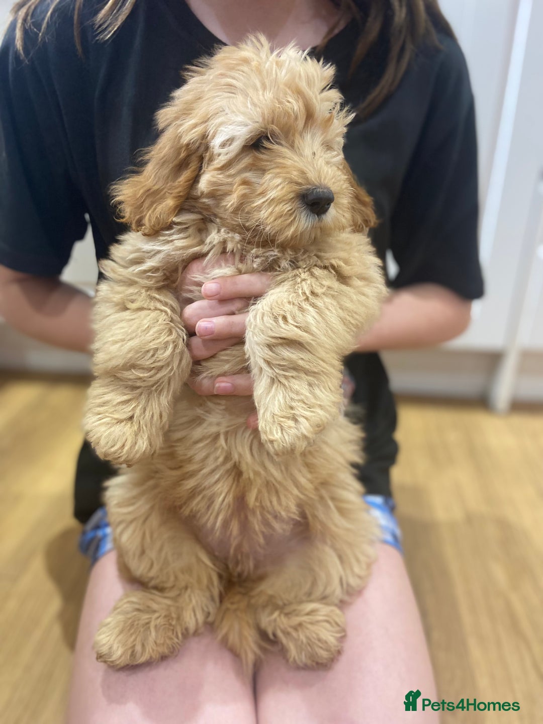 Aussiedoodle dogs for sale: Last Boy AussieDoodle Fully Vaccinated/Vet checked - Image 30