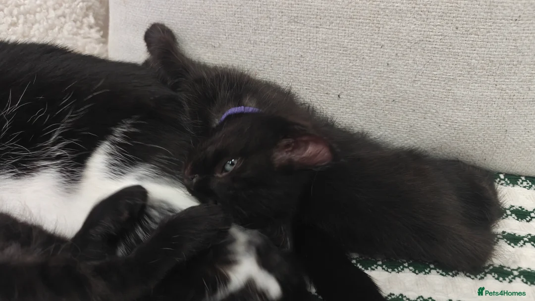 Ragdoll cats for sale: Ragdoll mix  - Advert 25