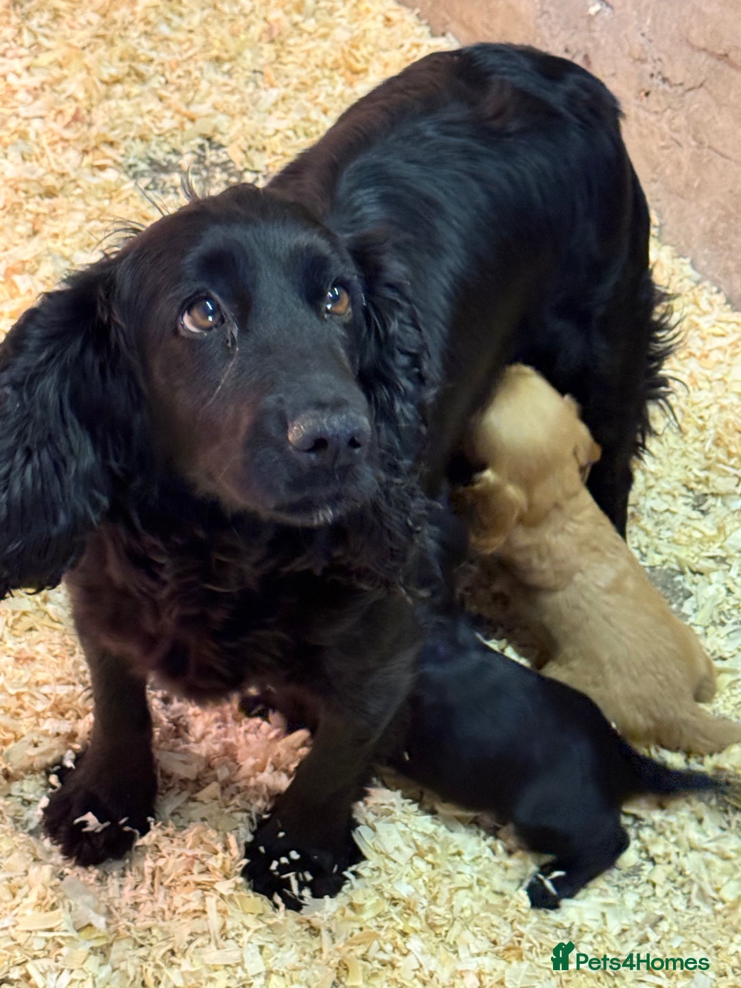 Cocker Spaniel dogs for sale: Cocker spaniels - Image 3