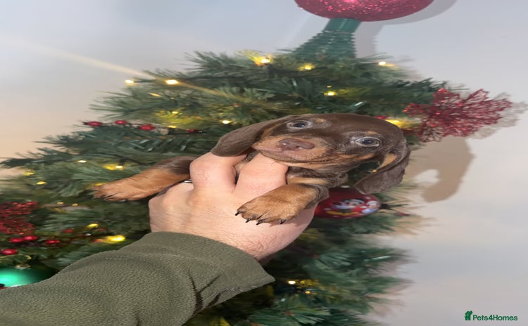 Miniature Dachshund dogs Miniature dachshund puppy’s  - Advert 1