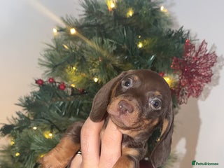 Miniature Dachshund dogs Miniature dachshund puppy’s - Advert 7