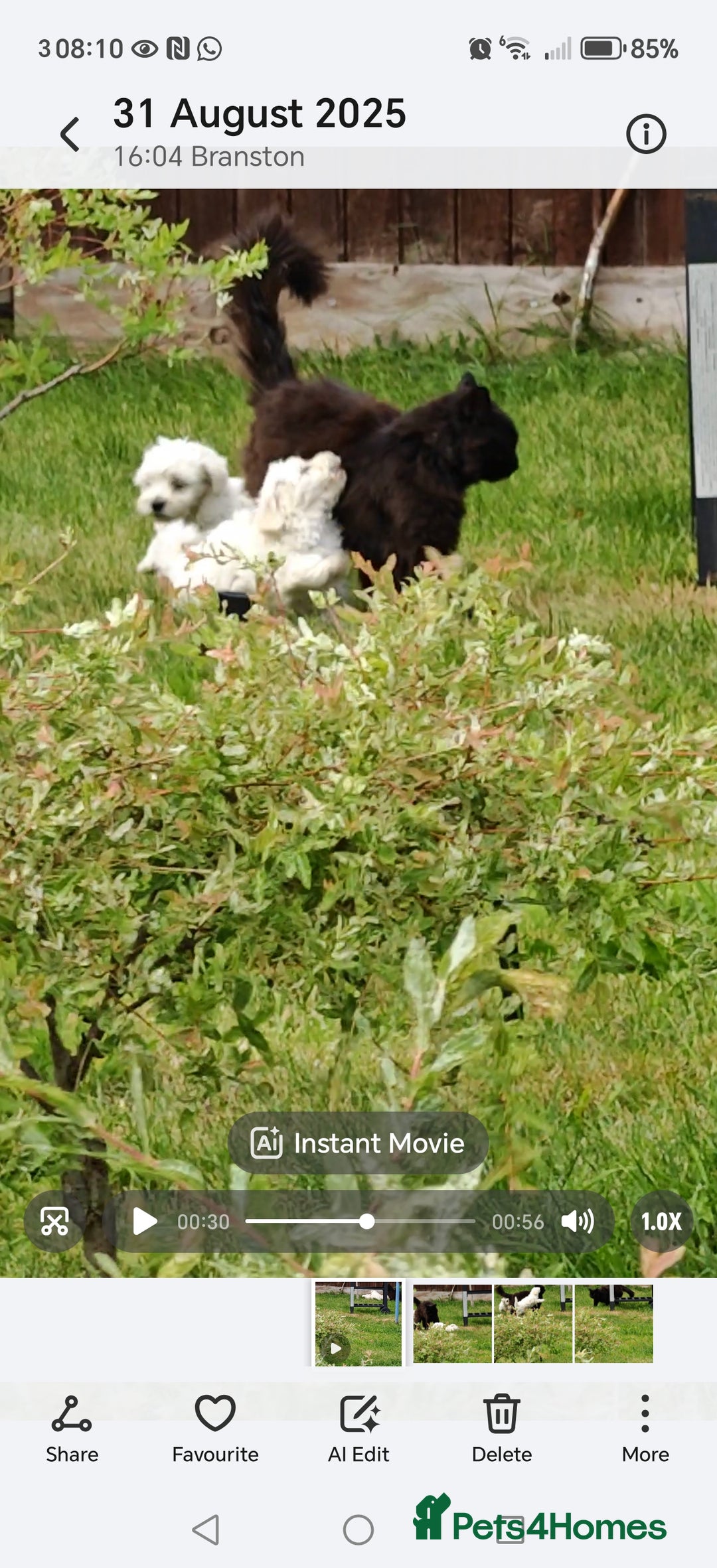 Bichon Frise dogs for sale: Bichon  - Image 10