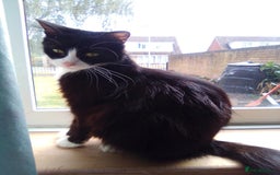Mixed Breed cats for sale: Mixed breed kittens, Leominster - Image 3