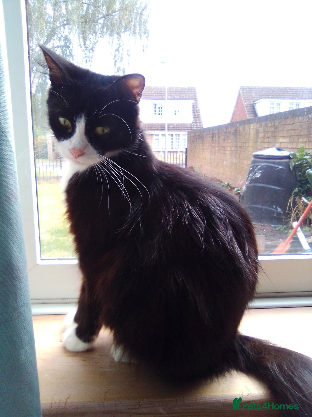 Mixed Breed cats for sale: Mixed breed kittens, Leominster - Image 3