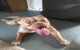 American Bully dogs for stud: American Pocket Bully STUD. ABKC reg Lilac TRI - Image 2