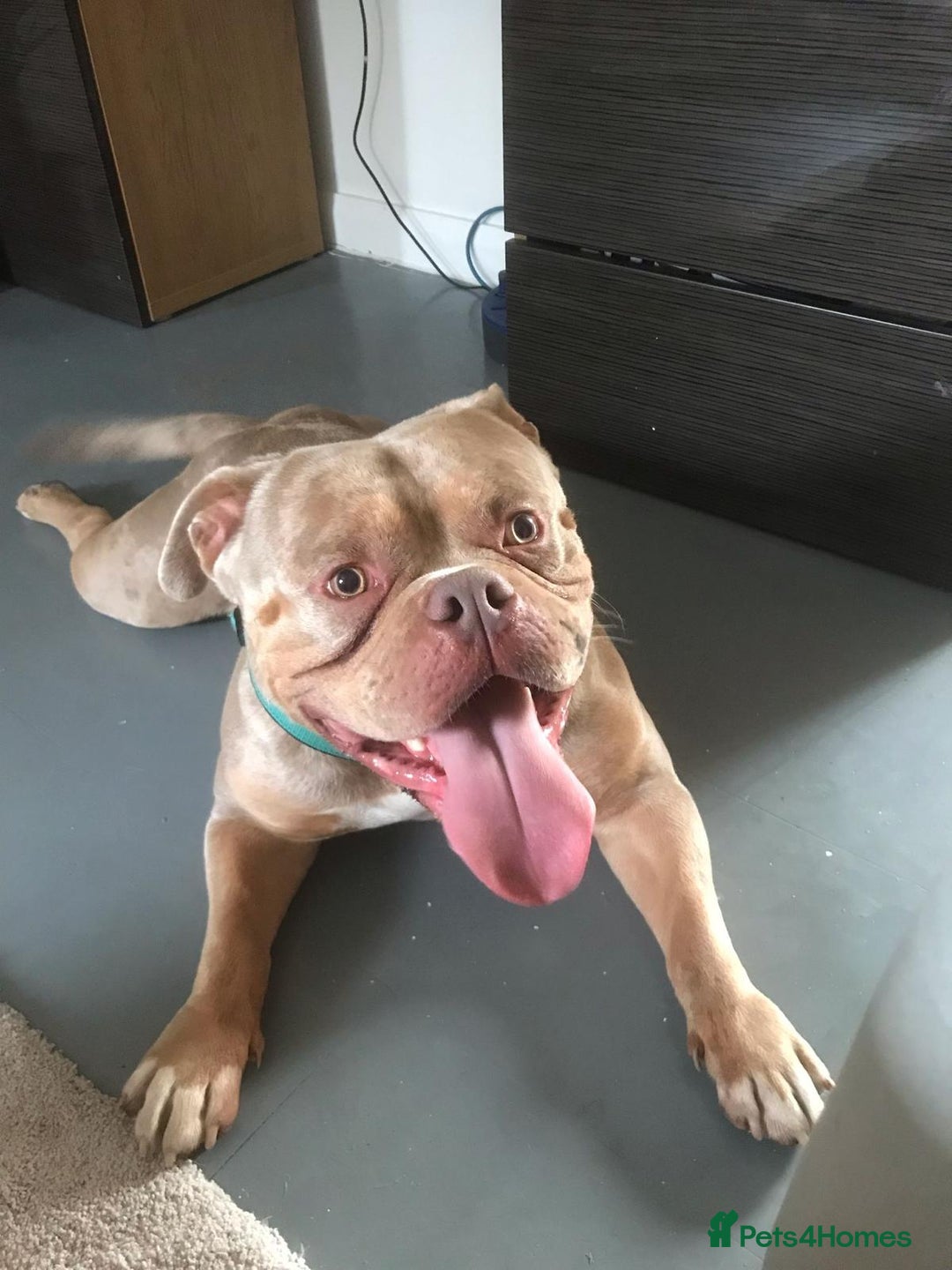 American Bully dogs for stud: American Pocket Bully STUD. ABKC reg Lilac TRI - Image 2