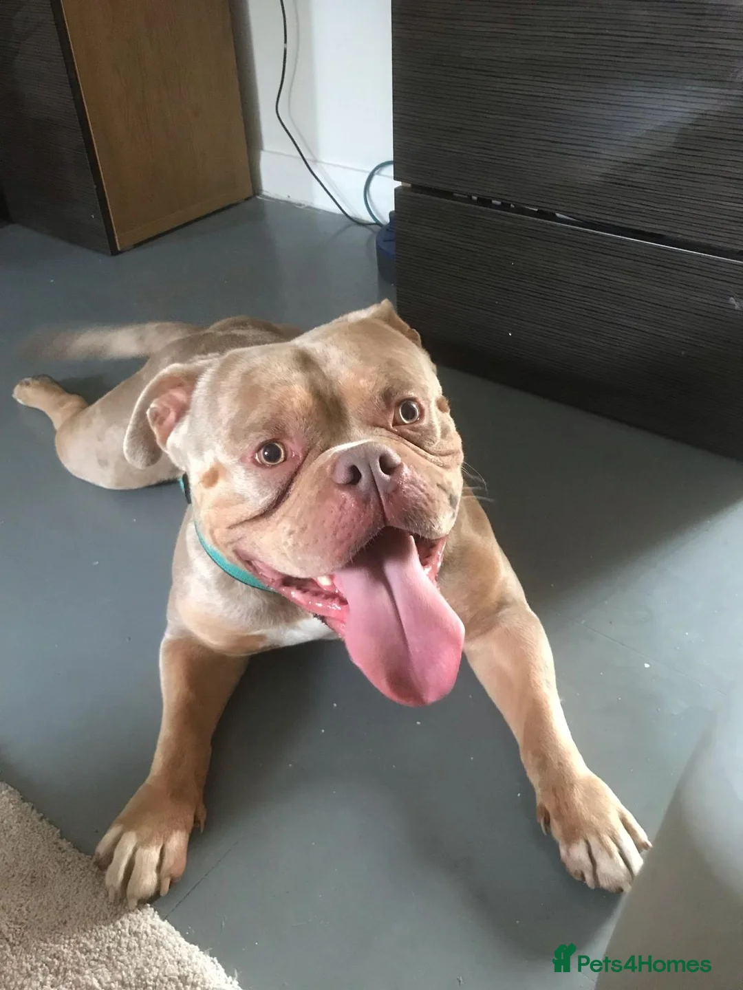 American Bully dogs for stud: American Pocket Bully STUD. ABKC reg Lilac TRI - Advert 4