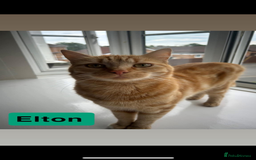 Domestic Shorthair cats for sale: 2 Male cats for sale  - Image 5