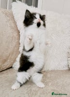 Mixed Breed cats - Advert 6