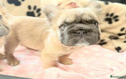French Bulldog dogs for sale: Visual fluffy French bulldog PUPPYS REDUCED  - Image 6