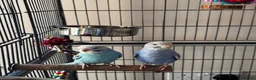 Budgerigars birds for sale: Budgie pair of males and full set up - Advert 5