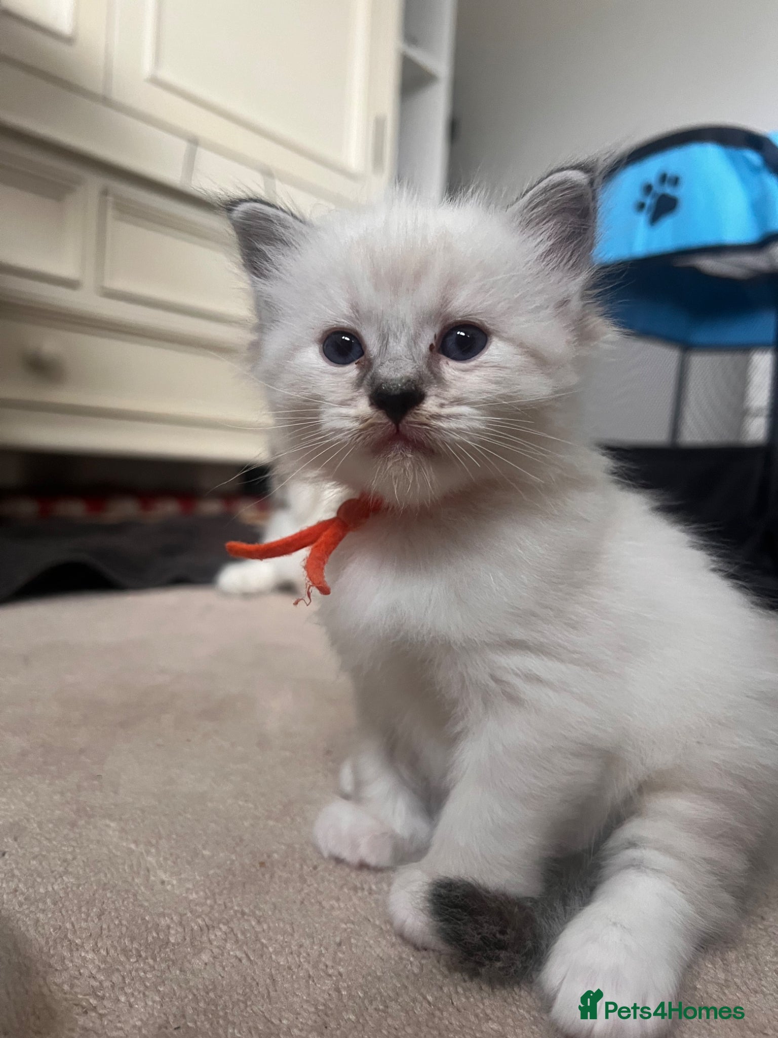 Ragdoll cats for sale: Ragdoll kittens in Menai Bridge - Advert 6
