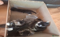 Mixed Breed cats for sale: Mixed colour kittens  - Image 1