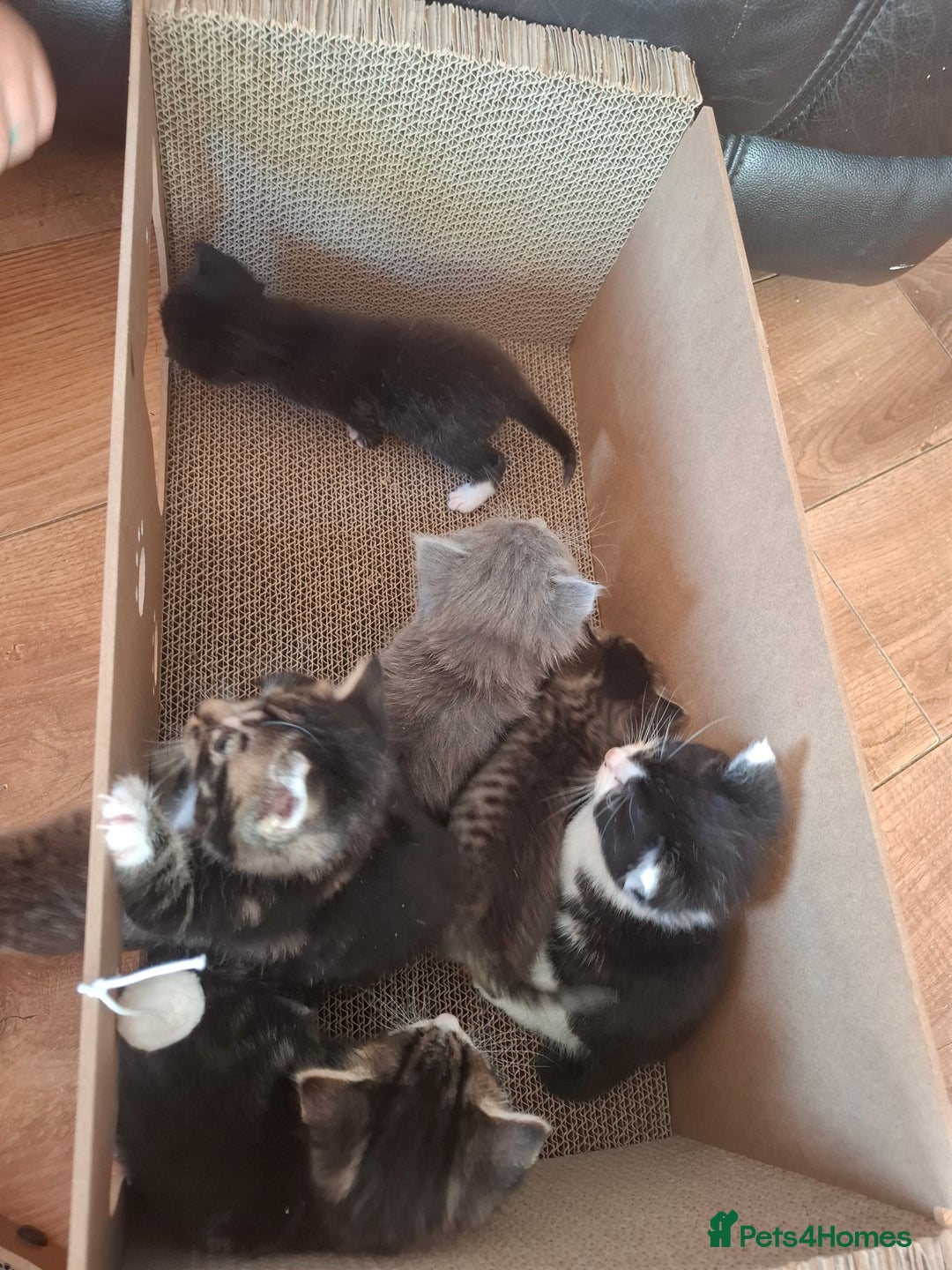 Mixed Breed cats for sale: Mixed colour kittens  - Image 1
