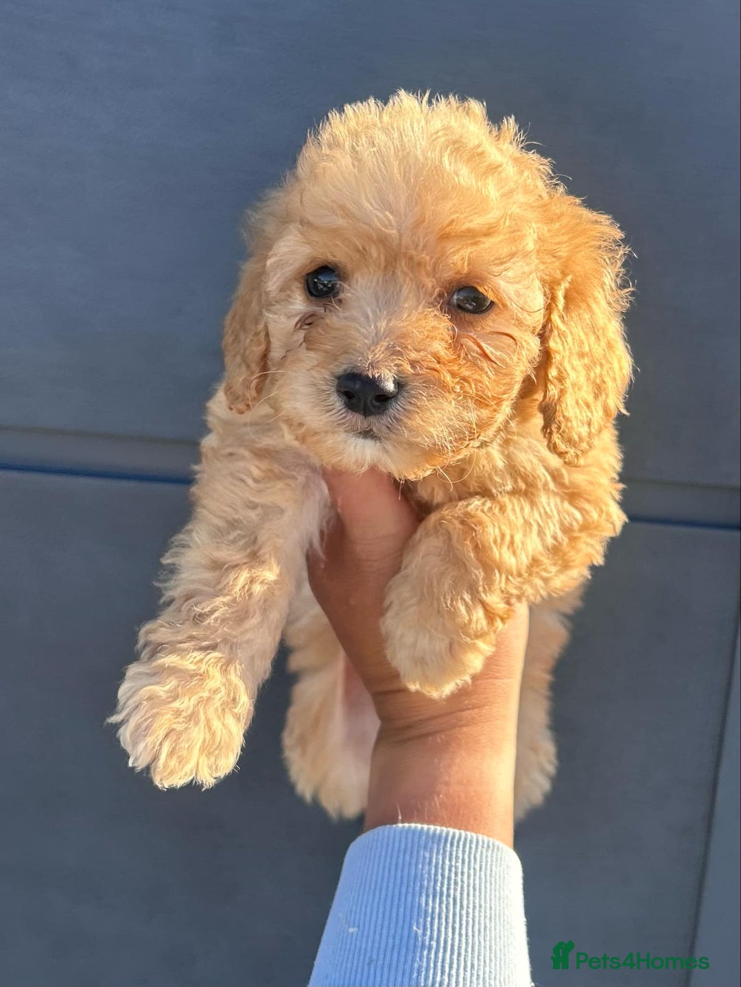 Cockapoo dogs for sale: Stunning cockapoo puppies - Image 1