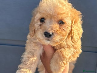 Cockapoo dogs - Advert 19