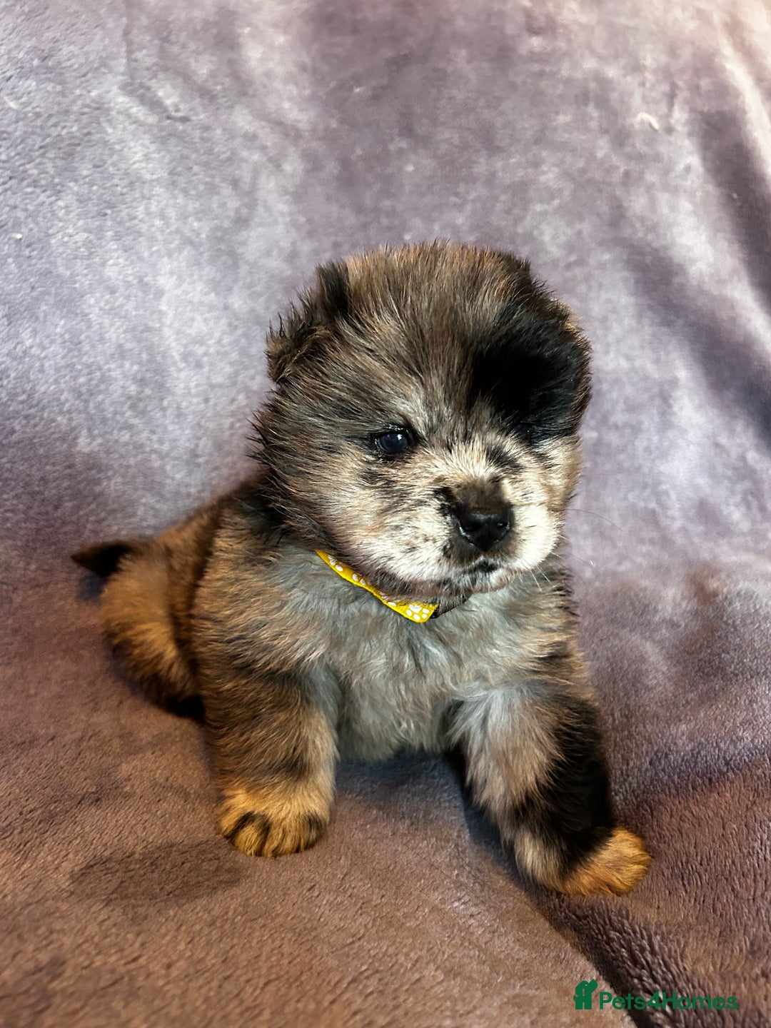 Chow Chow dogs for sale: Stunning chow chow puppies  - Advert 18