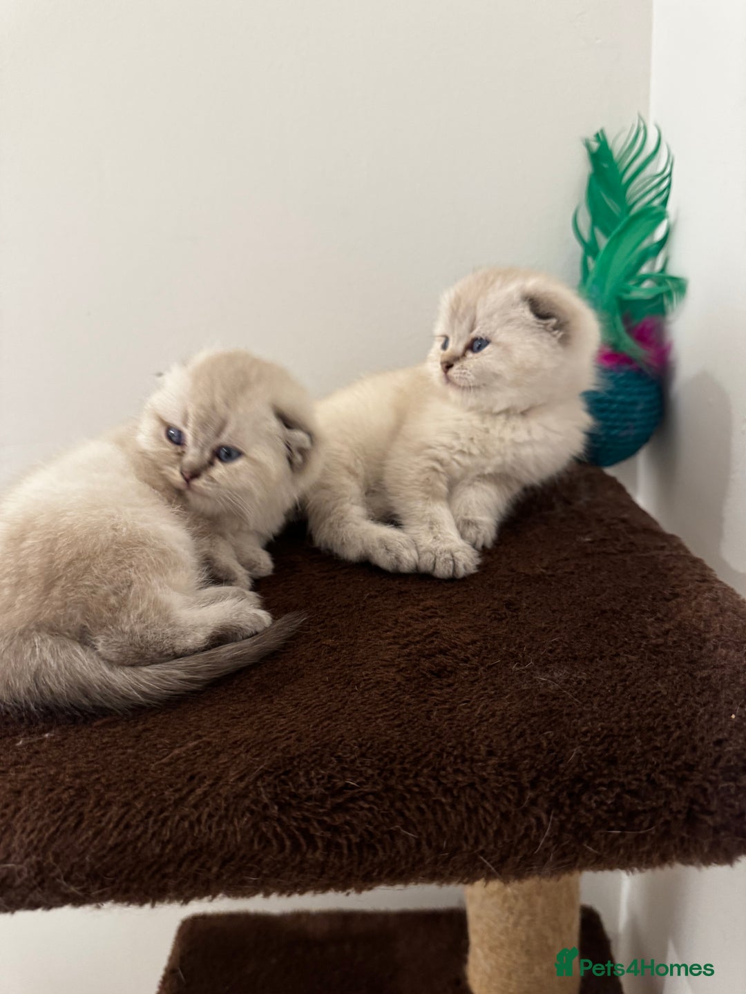 Scottish Fold cats for sale: Purebred Chinchilla Scottish Fold Kittens  🐾 - Advert 8