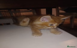Maine Coon cats for sale: I have Beautiful healthy maicoon XL  - Image 17