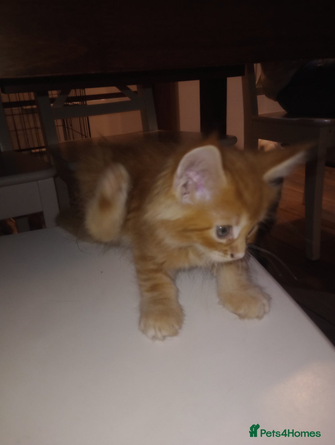 Maine Coon cats for sale: I have Beautiful healthy maicoon XL  - Image 17