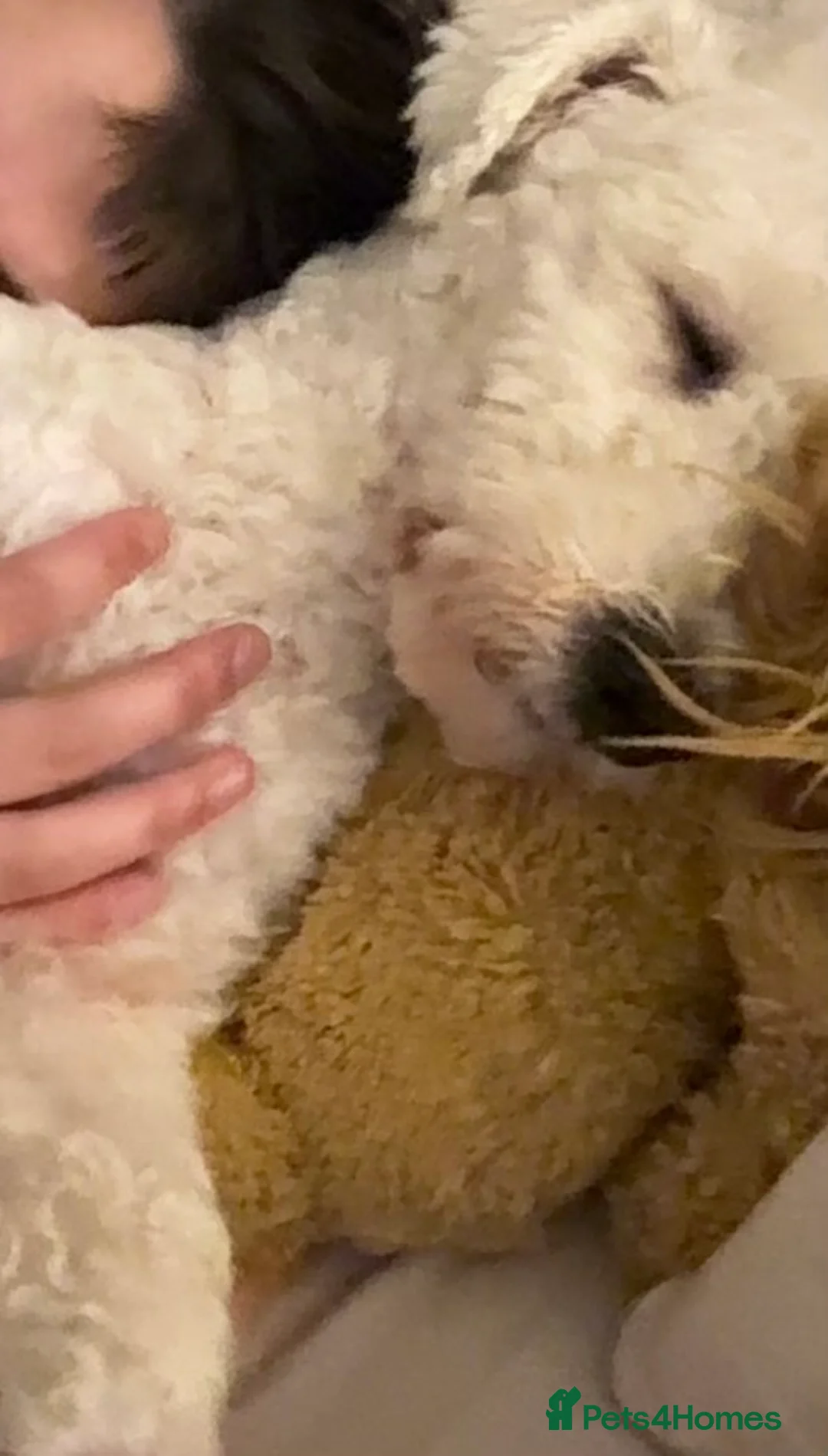 Bichon Frise dogs for sale: Male bichon freeze - Advert 3