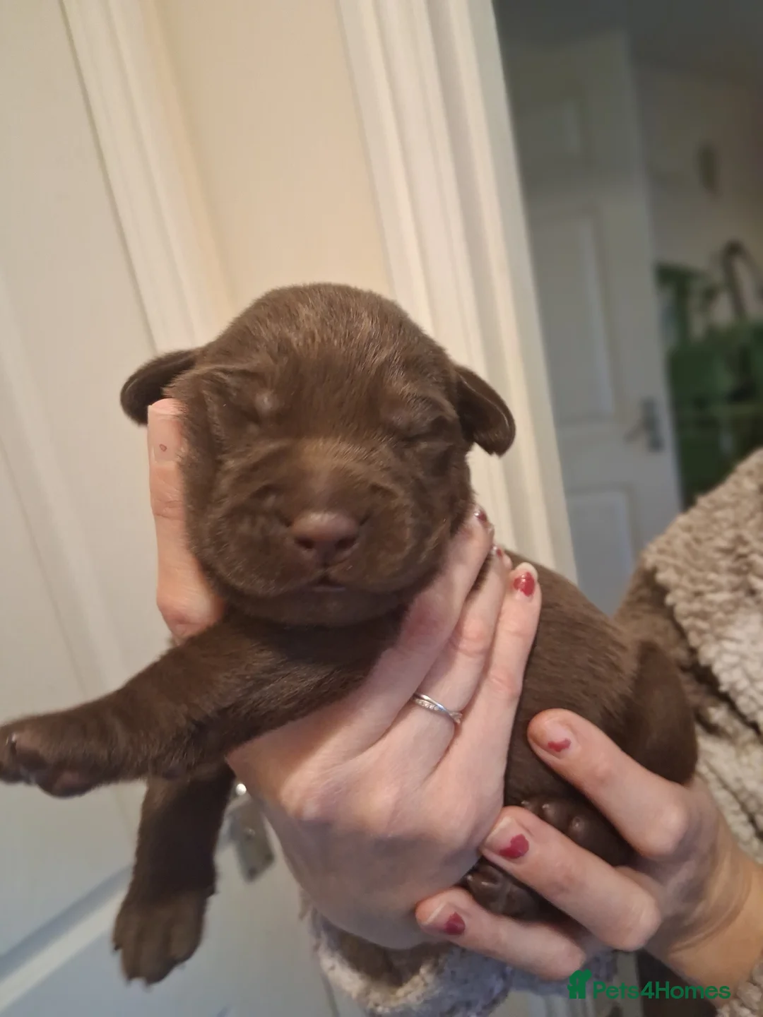 Labrador Retriever dogs for sale: *1 LEFT!* LABRADOR PUPPIES! - Advert 18