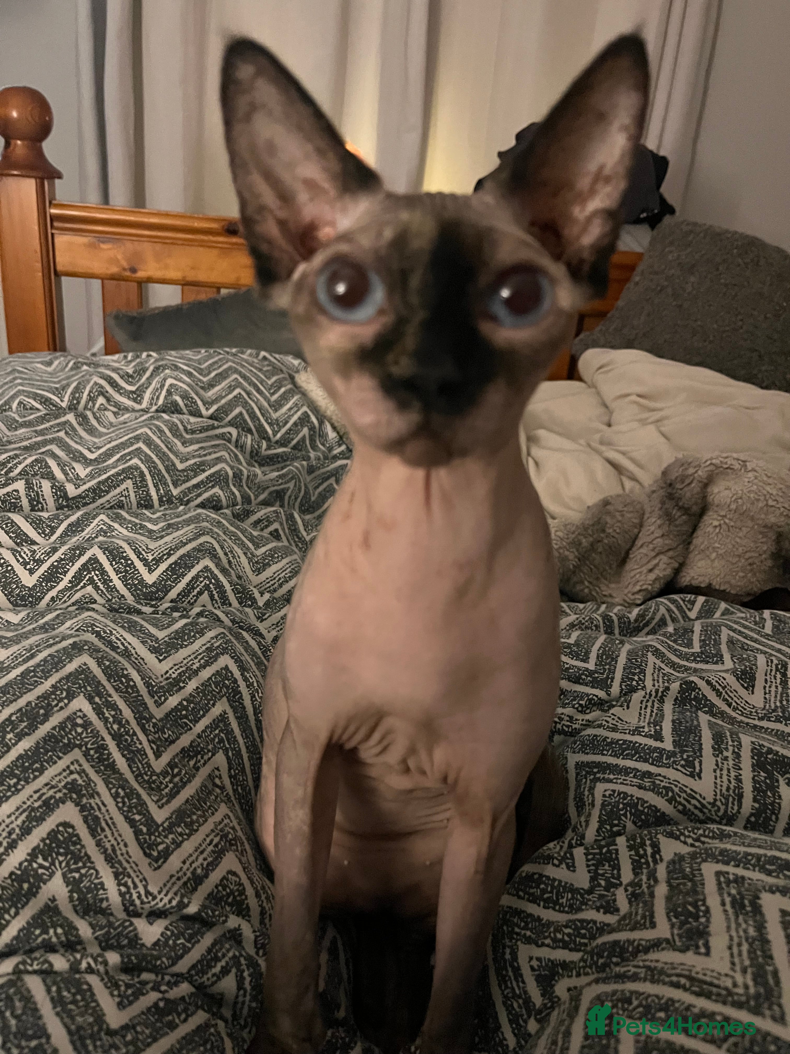 Sphynx cats Sphynx for sale   - Advert 5