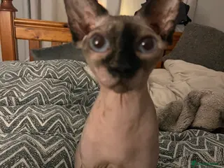 Sphynx cats Sphynx for sale - Advert 11