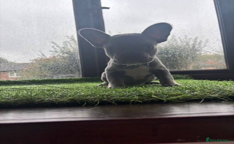 French Bulldog dogs - Advert 3