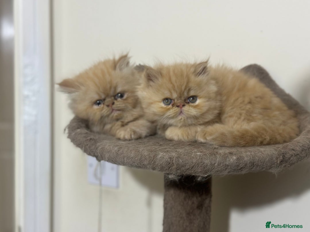 Persian cats for sale: Pedigree Persian Kittens ready to be rehomed - Image 20