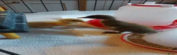 Ducks poultry for sale: Runner Ducklings - unsexed - Advert 5