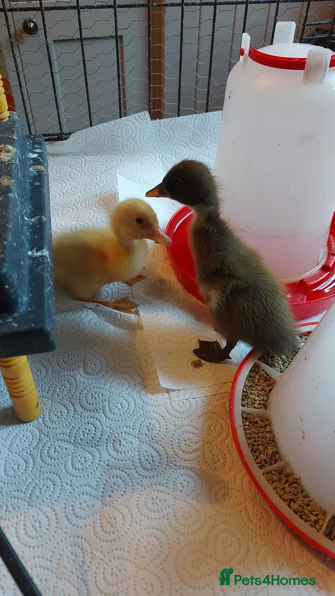 Ducks poultry for sale: Runner Ducklings - unsexed - Advert 5