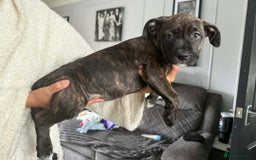 Mixed Breed dogs for sale: Beautiful pups cane/corso staff - Advert 12