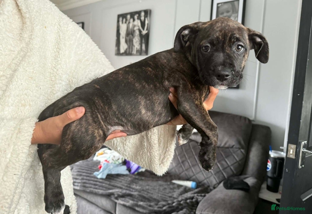 Mixed Breed dogs for sale: Beautiful pups cane/corso staff - Advert 12