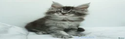 Maine Coon cats for sale: New litter ready 12th june/ Sold xl kittens.  - Advert 3