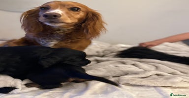 Cocker Spaniel dogs - Advert 5