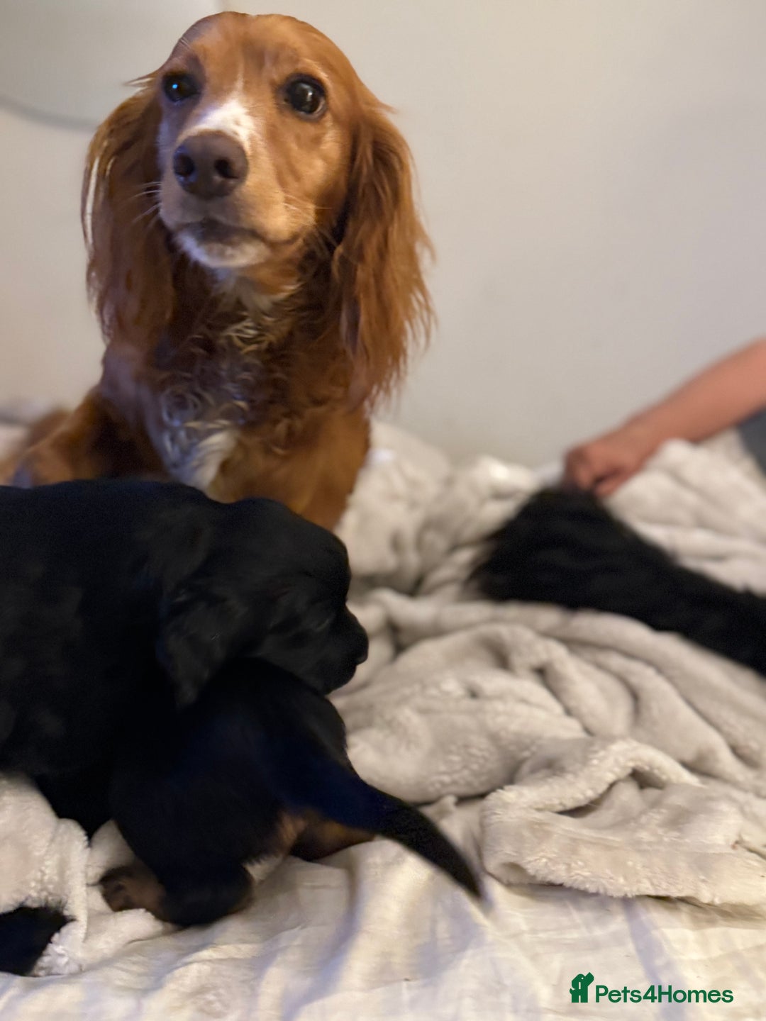Cocker Spaniel dogs for sale: Working cocker spaniels  - Image 13