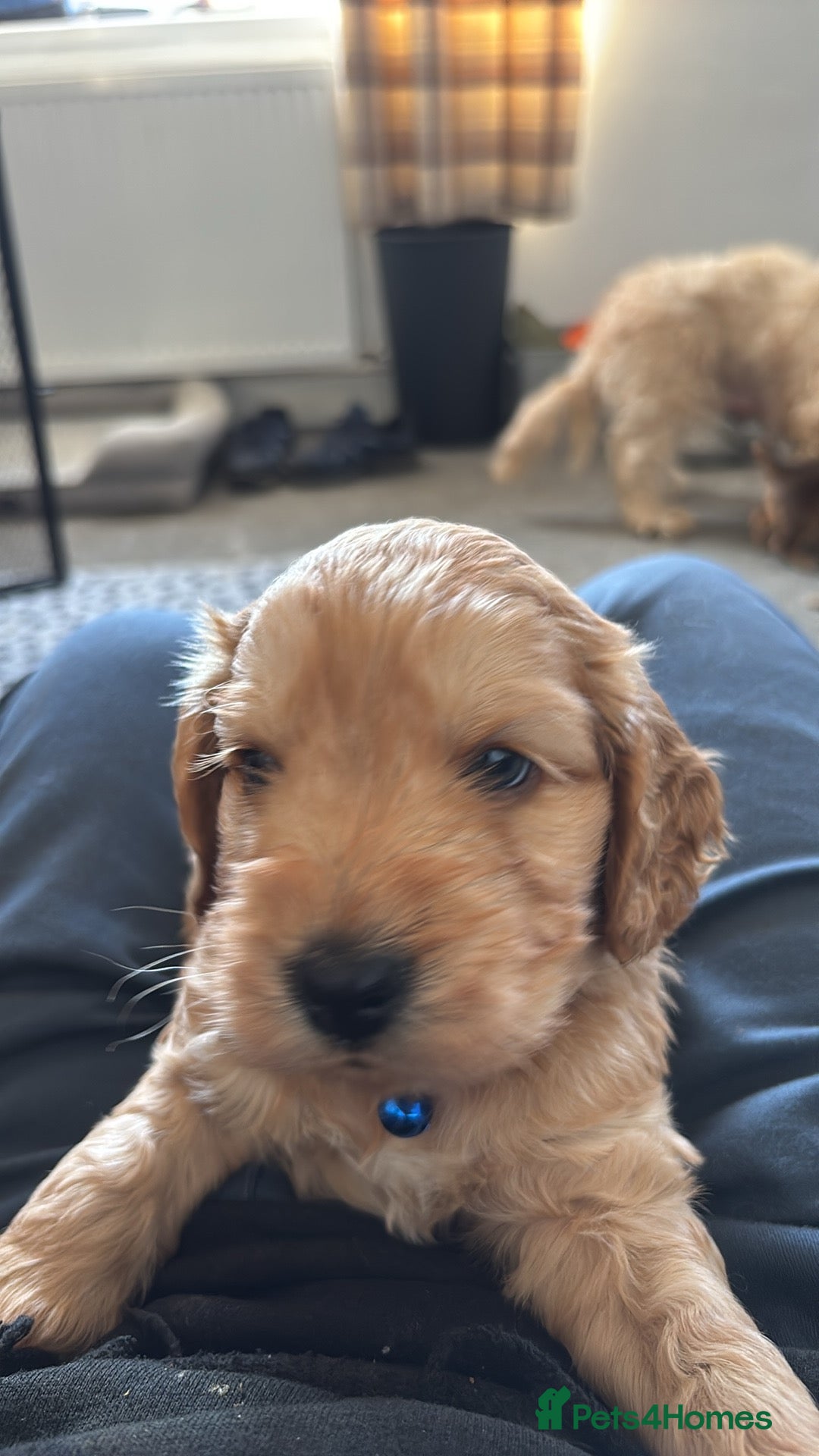 Cockapoo dogs F1b cockapoos - Advert 12