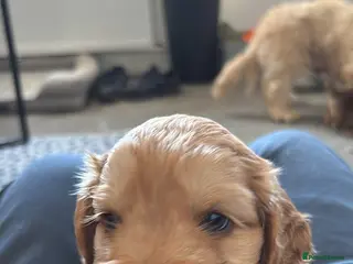 Cockapoo dogs F1b cockapoos - Advert 12