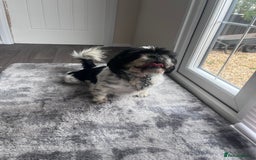 Shih Tzu dogs for sale: 2 female pedigree shih tzu (rehome) - Image 8