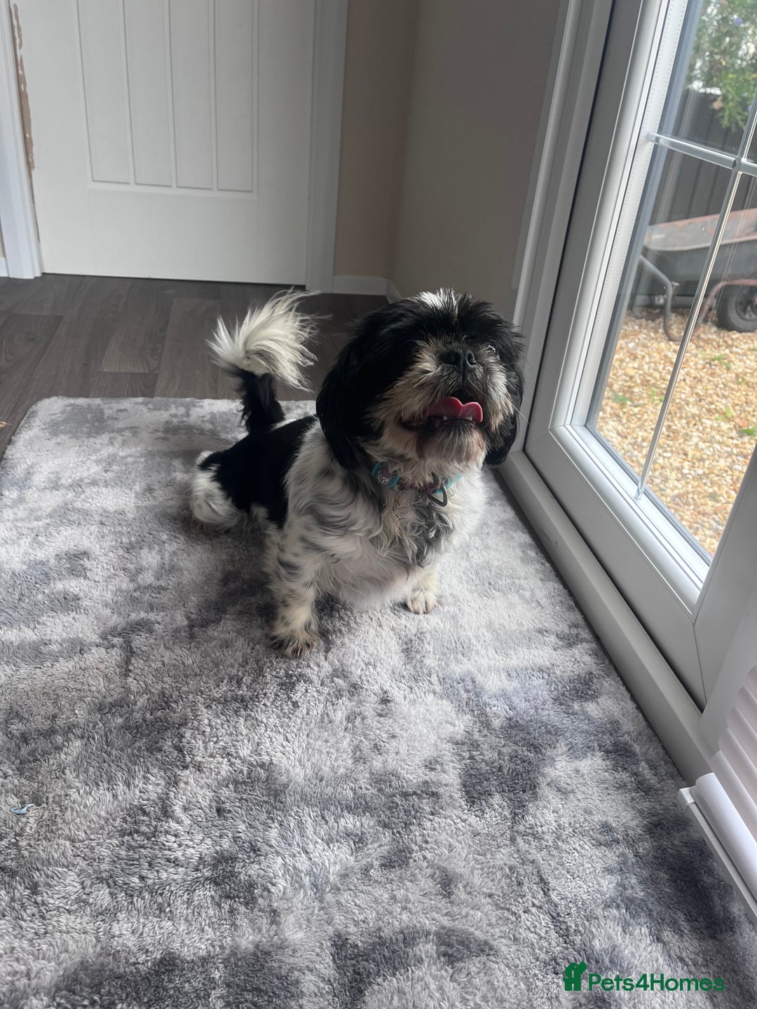 Shih Tzu dogs for sale: 2 female pedigree shih tzu (rehome) - Image 8