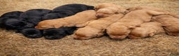 Labradoodle dogs for sale: Beautiful Champion Line F1 Labradoodle Puppies - Advert 3