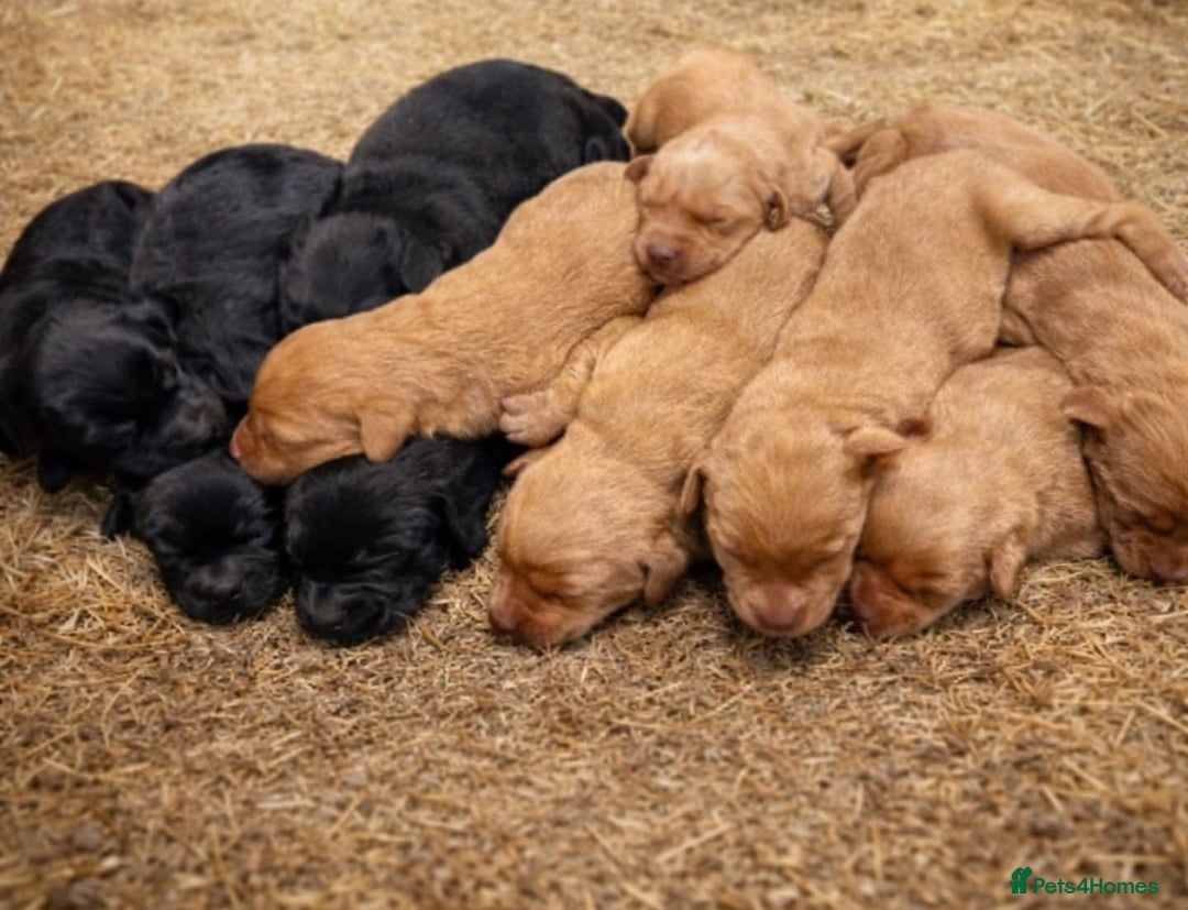 Labradoodle dogs for sale: Beautiful Champion Line F1 Labradoodle Puppies - Advert 3