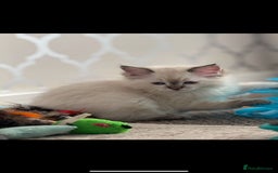 Ragdoll cats for sale: 3 x males , 1 x female  - Image 1