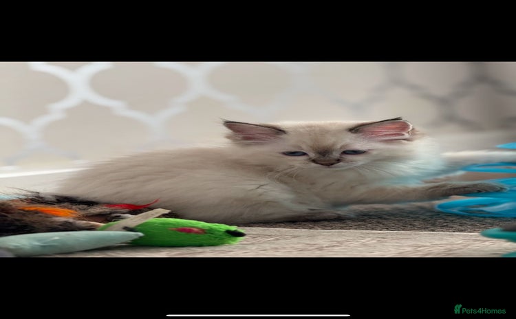 Ragdoll cats - Advert 10