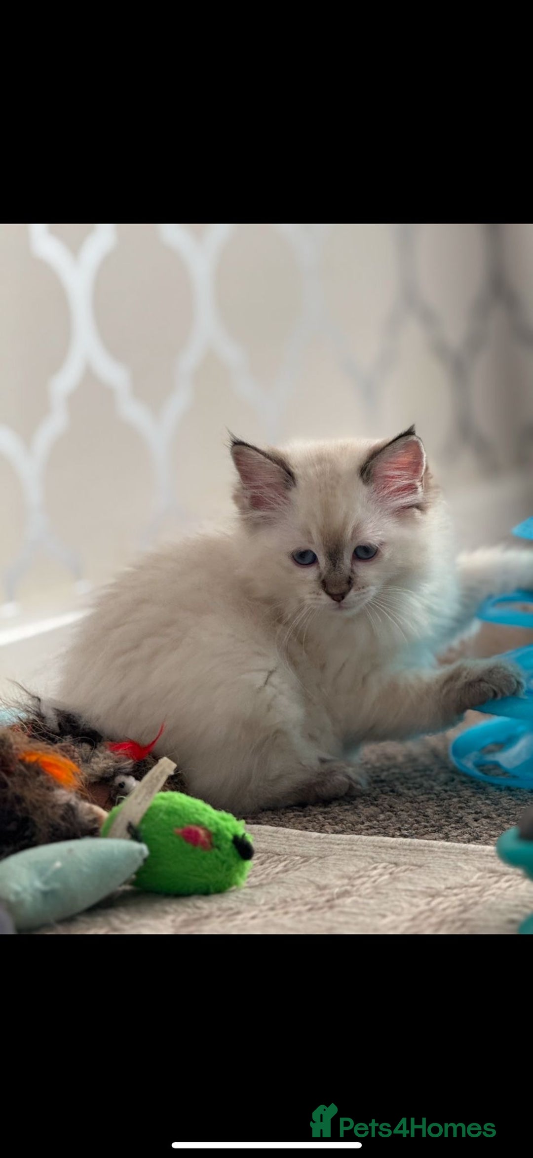 Ragdoll cats for sale: 3 x males , 1 x female  - Image 1